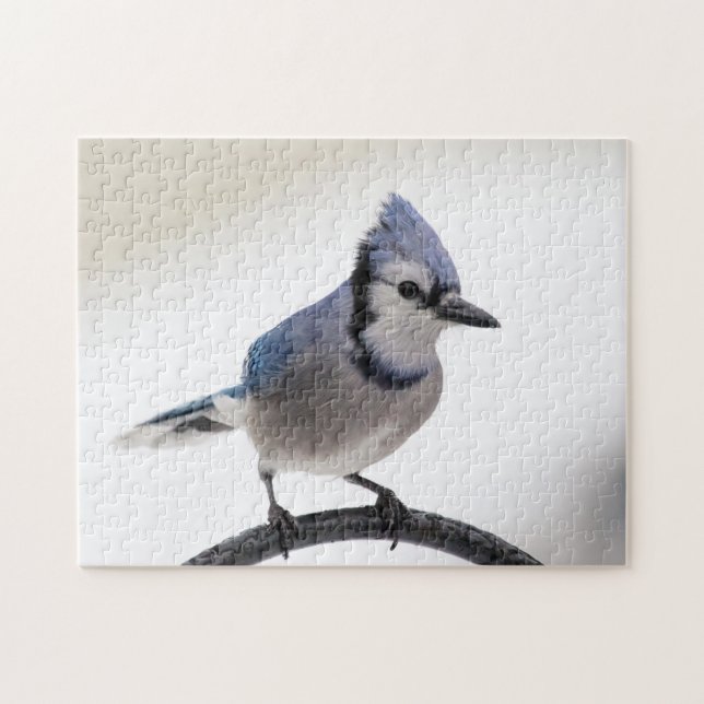Blaue Jay im Winter Puzzle (Horizontal)