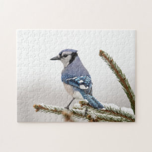 Blaue Jay im Winter Puzzle
