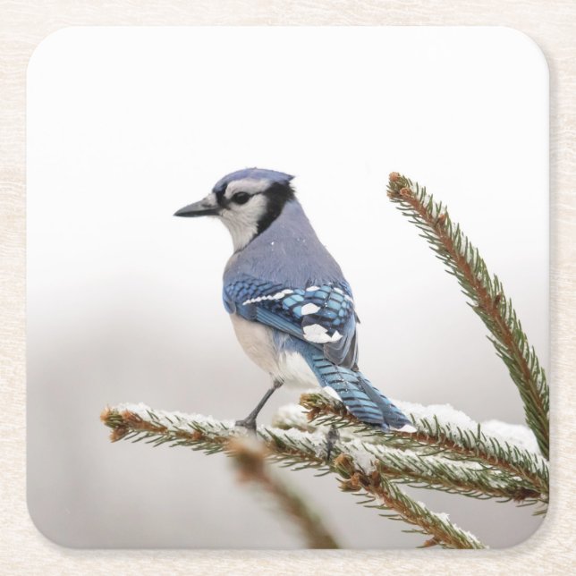 Blaue Jay im Winter Rechteckiger Pappuntersetzer (Vorderseite)
