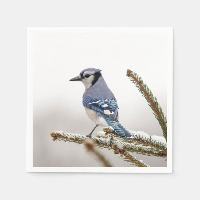 Blaue Jay im Winter Serviette (Vorderseite)