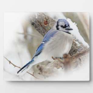 Blaue Jay im Winterschnee Fotoplatte