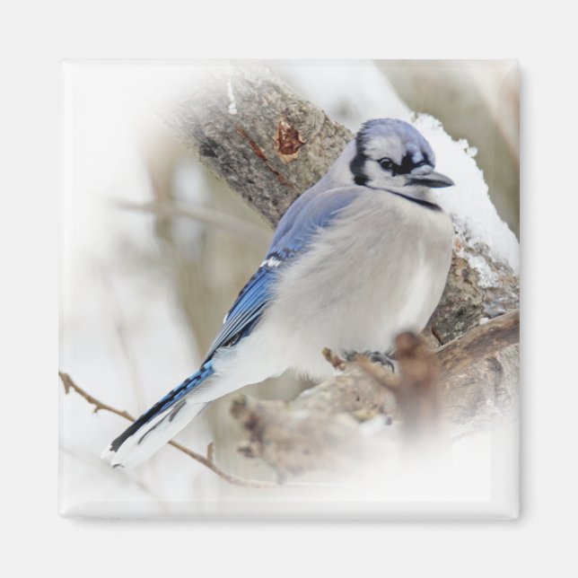 Blaue Jay im Winterschnee Magnet (Vorne)