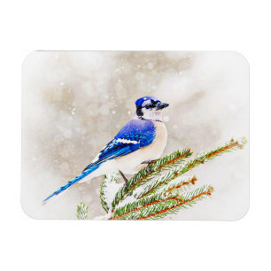 Blaue Jay in einem Kiefernbaum mit Schnee Magnet