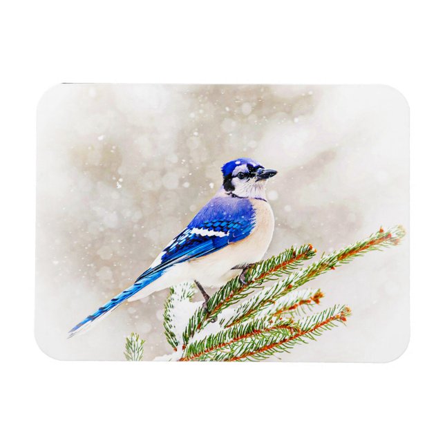 Blaue Jay in einem Kiefernbaum mit Schnee Magnet (Horizontal)