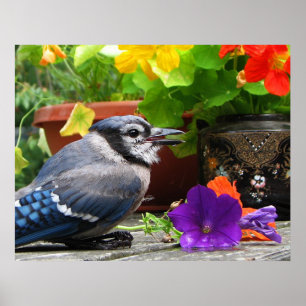 Blaue Jay mit Blume Poster