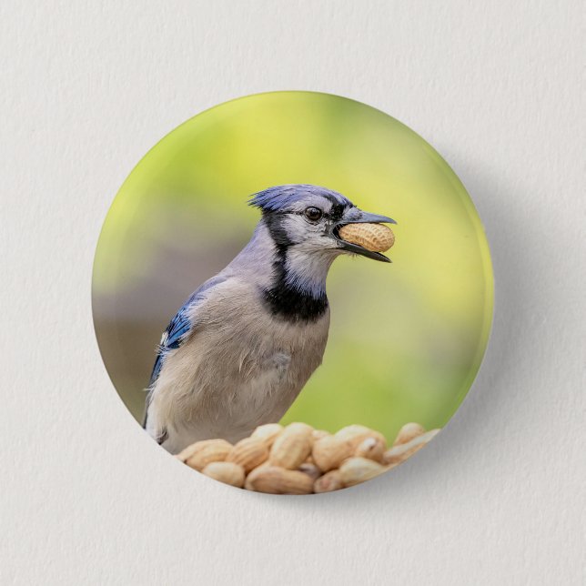 Blaue Jay mit Erdnuss Button (Vorderseite)