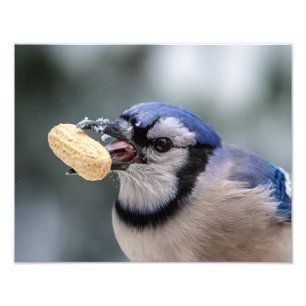 Blaue Jay mit Erdnuss Fotodruck