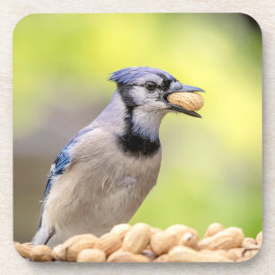 Blaue Jay mit Erdnuss Getränkeuntersetzer