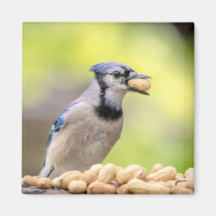 Blaue Jay mit Erdnuss Magnet
