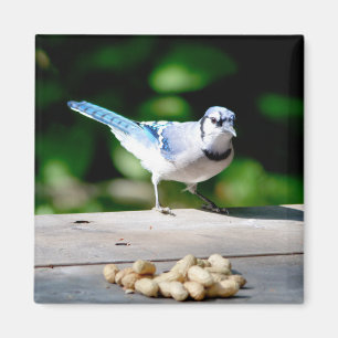 Blaue Jay mit Erdnuss Magnet