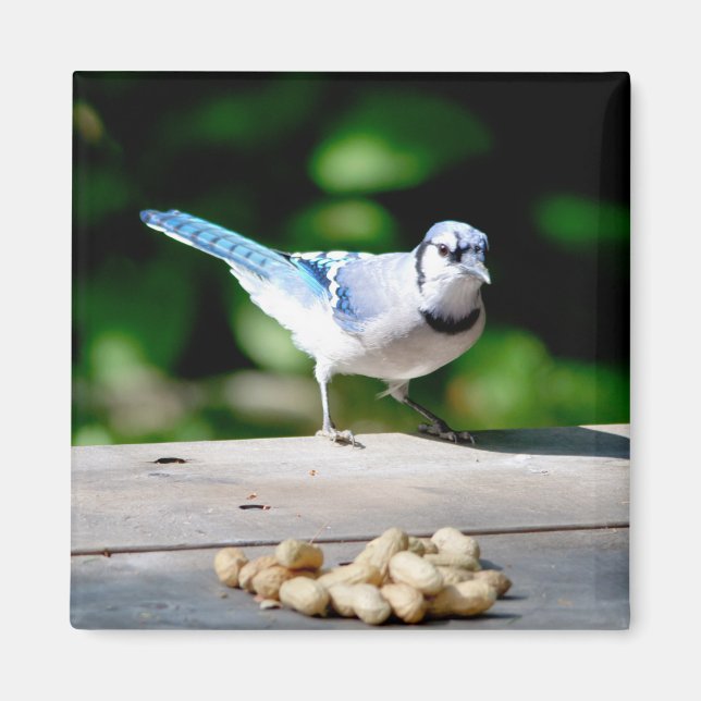 Blaue Jay mit Erdnuss Magnet (Vorne)