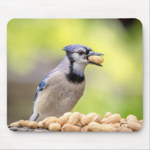 Blaue Jay mit Erdnuss Mousepad