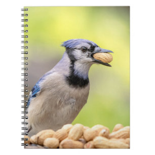 Blaue Jay mit Erdnuss Notizblock