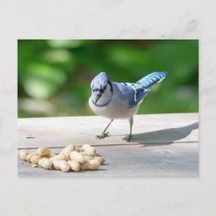 Blaue Jay mit Erdnuss Postkarte