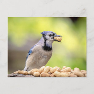 Blaue Jay mit Erdnuss Postkarte