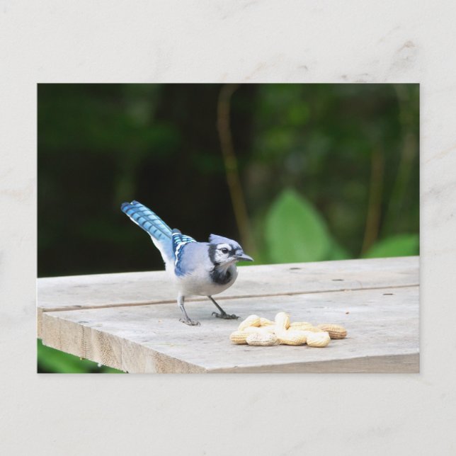 Blaue Jay mit Erdnuss Postkarte (Vorderseite)