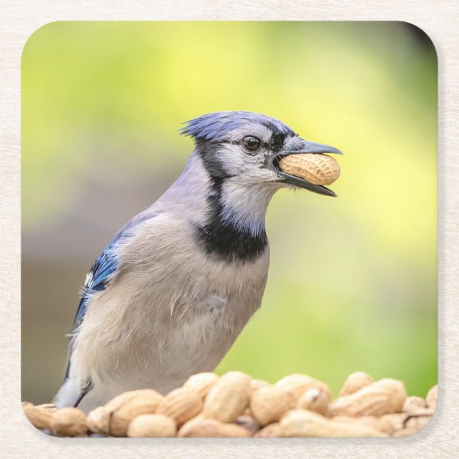 Blaue Jay mit Erdnuss Rechteckiger Pappuntersetzer (Vorderseite)