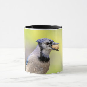 Blaue Jay mit Erdnuss Tasse