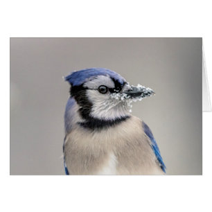 Blaue Jay mit Schnee auf seinem Schnabel