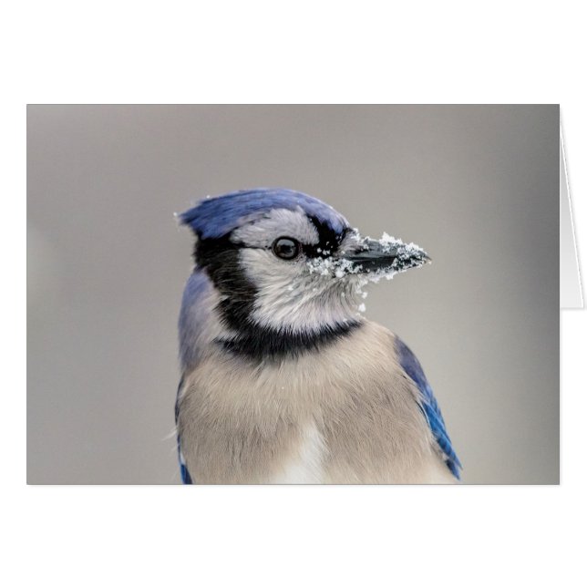 Blaue Jay mit Schnee auf seinem Schnabel (Vorderseite (Horizontal))