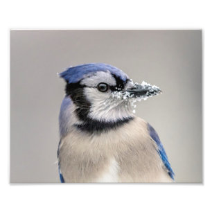 Blaue Jay mit Schnee auf seinem Schnabel Fotodruck