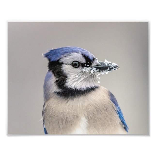 Blaue Jay mit Schnee auf seinem Schnabel Fotodruck (Vorne)
