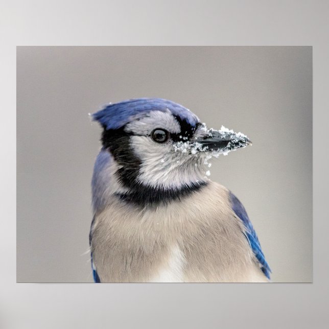 Blaue Jay mit Schnee auf seinem Schnabel Poster (Vorne)
