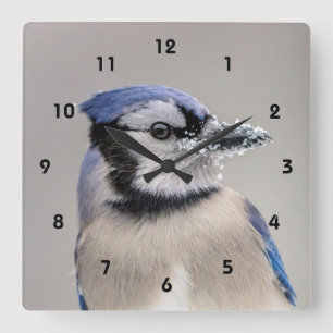 Blaue Jay mit Schnee auf seinem Schnabel Quadratische Wanduhr