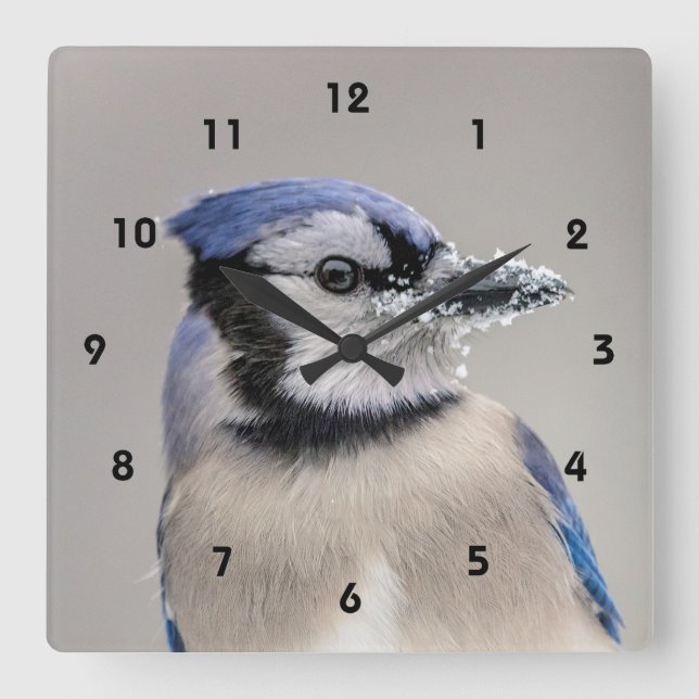 Blaue Jay mit Schnee auf seinem Schnabel Quadratische Wanduhr (Vorderseite)