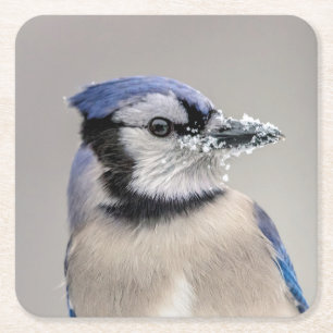 Blaue Jay mit Schnee auf seinem Schnabel Rechteckiger Pappuntersetzer