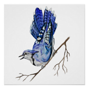 Blaue Jay Poster