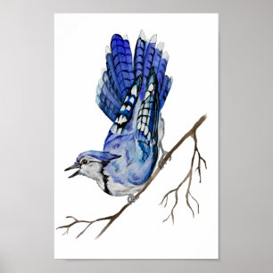 Blaue Jay Poster