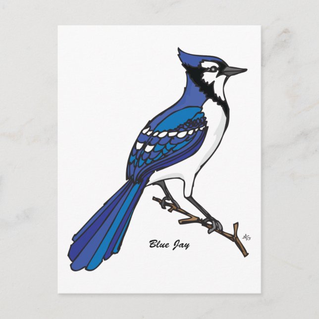 BLAUE JAY POSTKARTE (Vorderseite)