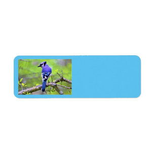 Blaue Jay-Rücksendeadressen-Aufkleber von Reay of