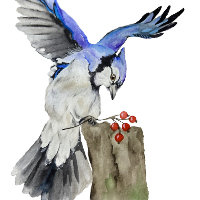 Blaue Jay