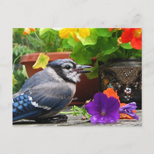 Blaue Jay und Blume Postkarte (Vorderseite)