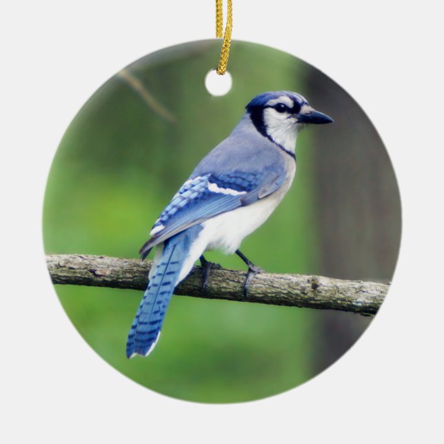 Blaue Jay-Verzierung Keramik Ornament (Vorne)