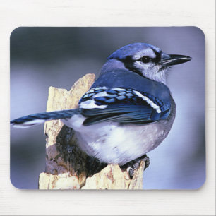 Blaue Jay-Vogel-Liebhaber Mousepad
