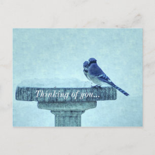 Blaue Jay Winter Fütternd schmerzliche Gedanken Postkarte