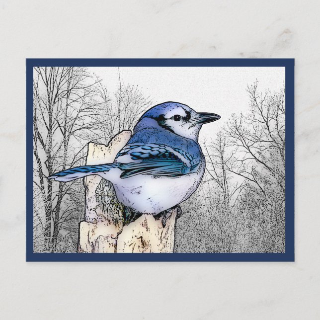 Blaue Jay Zeichnend Postkarte (Vorderseite)