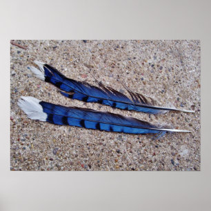 Blaue Jayvogelfedern Poster