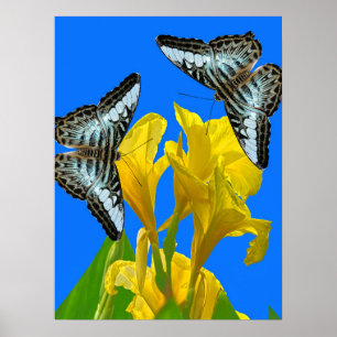 Blaue Kappenschmetterlinge aus Malaysia auf Canna Poster