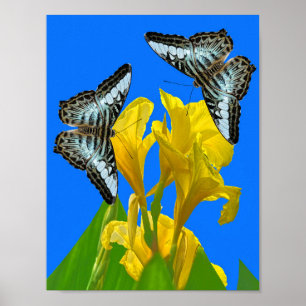 Blaue Kappenschmetterlinge aus Malaysia auf Canna  Poster