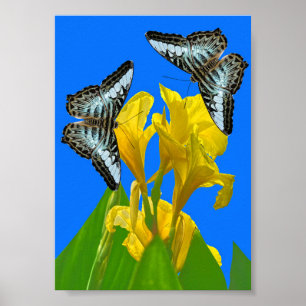 Blaue Kappenschmetterlinge aus Malaysia auf Canna  Poster