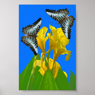 Blaue Kappenschmetterlinge aus Malaysia auf Canna Poster