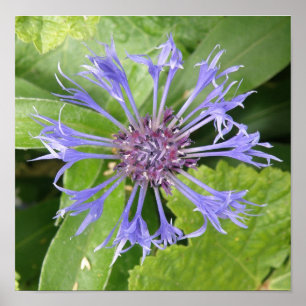 Blaue Kornblumen-Druck Poster