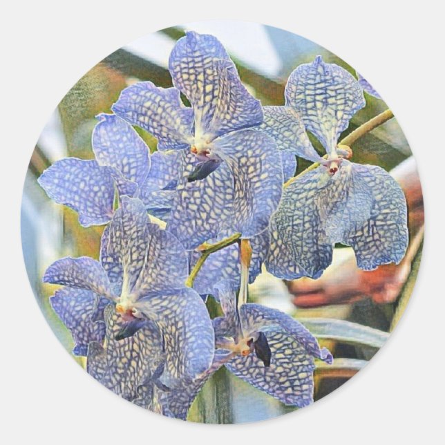 Blaue Lavander-Blume Runder Aufkleber (Vorderseite)