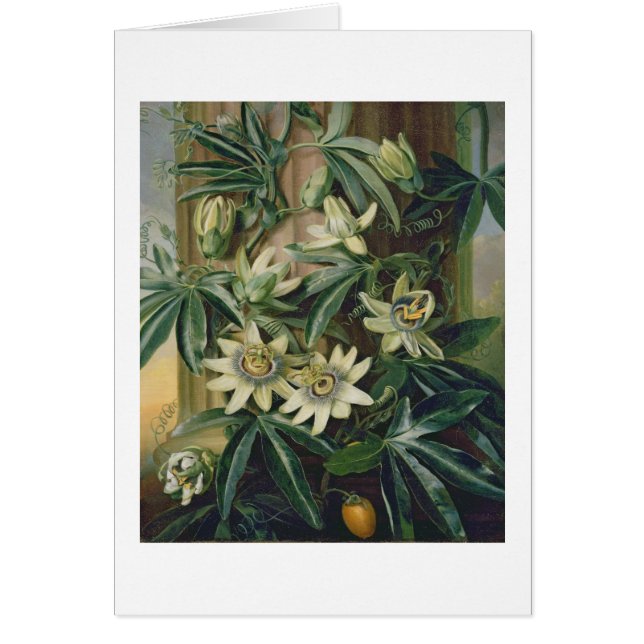 Blaue Leidenschafts-Blume für den "Tempel der (Vorne)