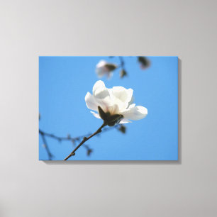 Blaue Leinwand-Kunststoffdrucke Weiße Magnolienblü Leinwanddruck