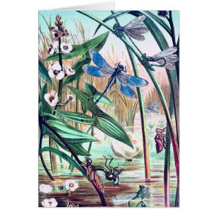 Blaue Libelle am Teich Vintage-Illustration